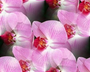 Розовые орхидеи на темном