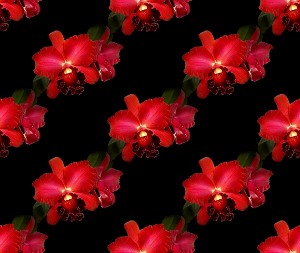Орхидеи красные на черном фоне