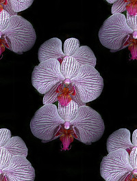 Орхидеи бледно розовые на черном фоне