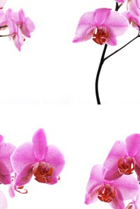 Розовые орхидеи на белом фоне