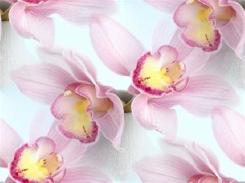 Орхидеи нежные