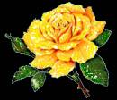 Желтая роза на черном
