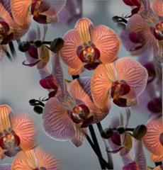 Орхидеи оранжевые на сером