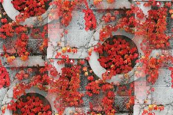 Красные листья вьюна на фоне стены