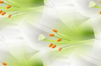 Красота белых лилий