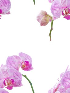 Розовые орхидеи на белом фоне нежны