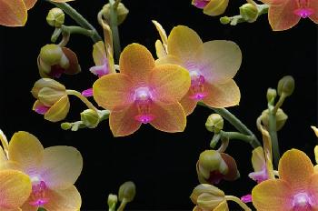 Желто-розовые орхидеи на черном