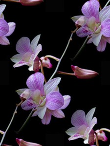 Орхидеи розовые на черном фоне