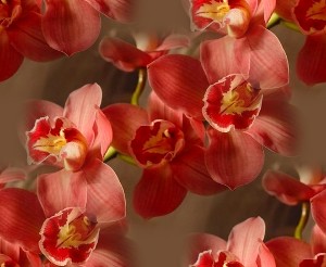 Орхидеи красные