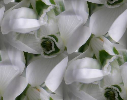 Лепестки белых цветов