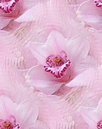 Розовые орхидеи на воде
