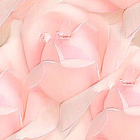 Розовая роза легка и нежна