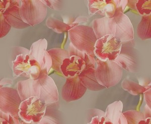 Орхидеи на сером фоне