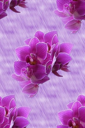 Орхидеи фиолетовые