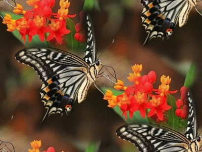 Бабочки черно-белые на ярких цветах
