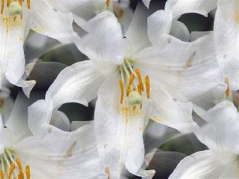 Белые лилии прекрасны