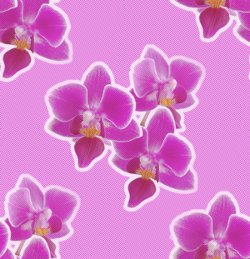 Орхидеи розовые на розовом