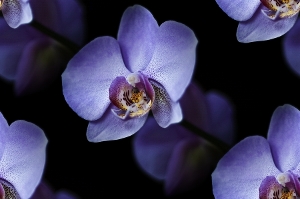 Орхидеи голубые на черном фоне