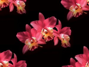 Орхидеи красные на черном фоне по три цветка
