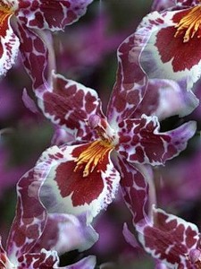 Орхидеи бордовые