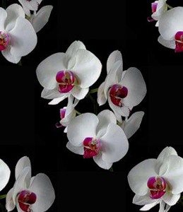 Орхидеи белые с бордовым на черном фоне