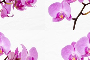 Розовые орхидеи красивые на белом фоне
