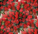 Головки красных роз