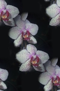 Орхидеи бело-розовые на черном фоне