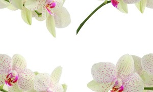 Орхидеи желто-розовые