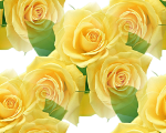 Желтые розы на белом