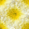 Нежный желто-белый цветок