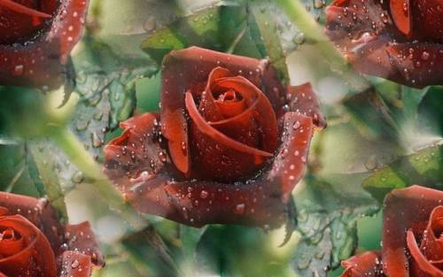 Красные розы в каплях росы