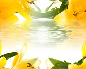 Желтый цветок на воде