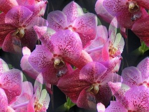 Розовые в крапинку орхидеи