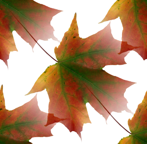 Кленовые листья красно-зеленые на белом фоне