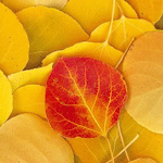 Красный лист лежит на жёлтых