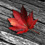 Красный осенний листок