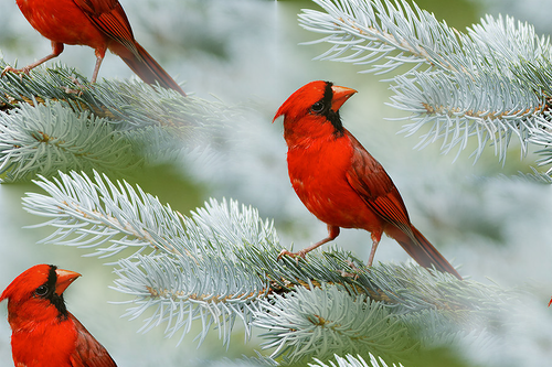Красные птицы на ветках ели
