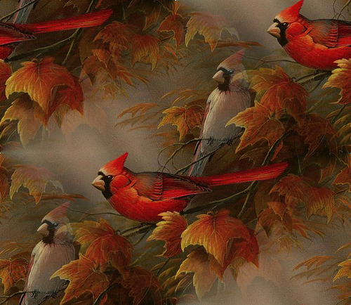 Красные и белые попугаи на темном фоне
