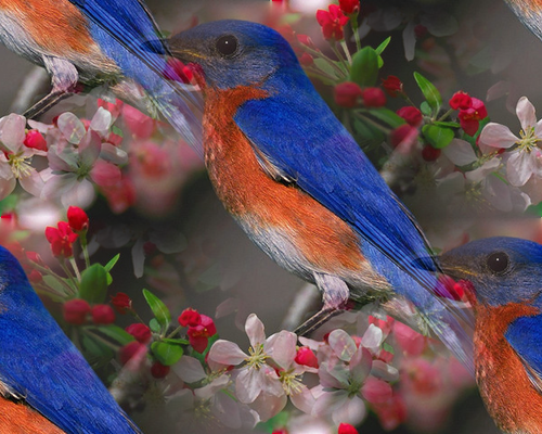Красивая птица на цветущей ветке