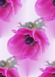 Маки розовые