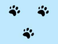 Чернве отпечатки лап животного на голубом фоне