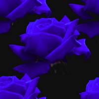 Красивые синие розы на черном