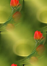 Красные тюльпаны на зеленом