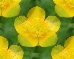 Желтый полевой цветок на зеленом