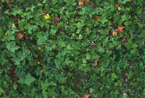 Осень. лсенние листья среди зеленой листвы