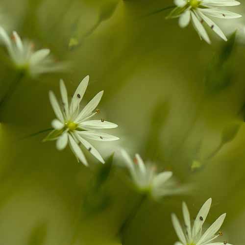 Нежные белые цветочки на зеленом