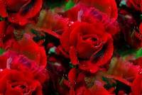 Красные цветы - розы
