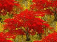 Красные кроны осеннего дерева