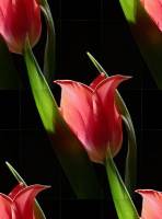 Красные тюльпаны на черном